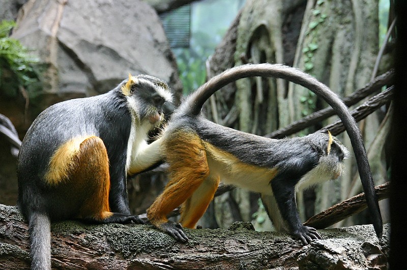 Zoo-0009.jpg
