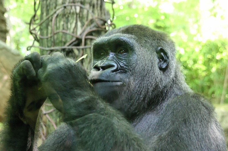 Zoo-0010.jpg