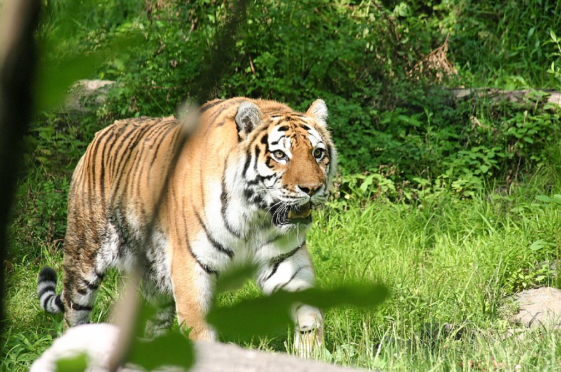 Zoo-0012.jpg